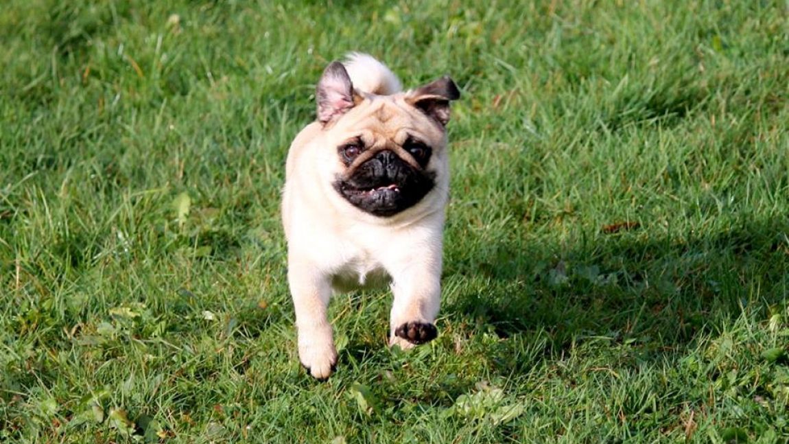 Limisengi’s No Cure For Crazy “Praline”