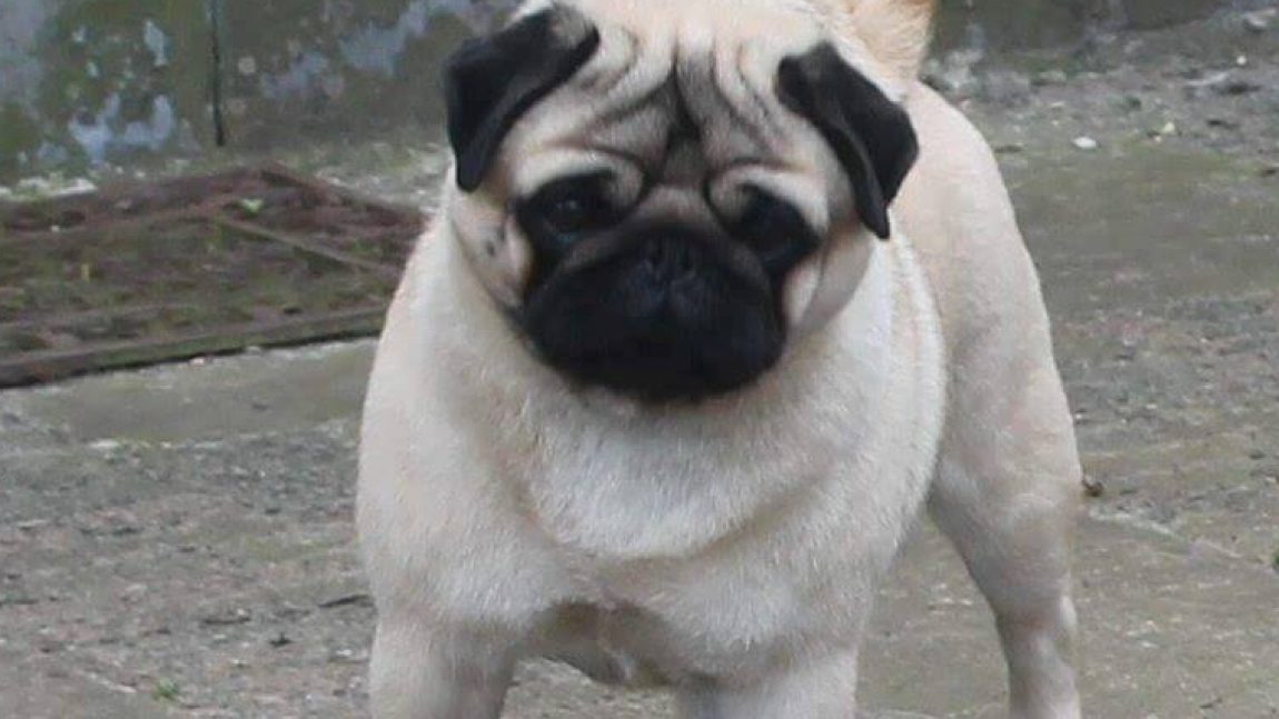 Tangetoppen’s Ballroom Blitz “Viking”