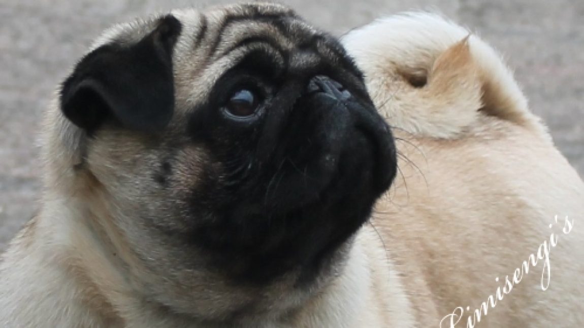 Limisengi’s Midsummer Night’s Dream “Sookie”