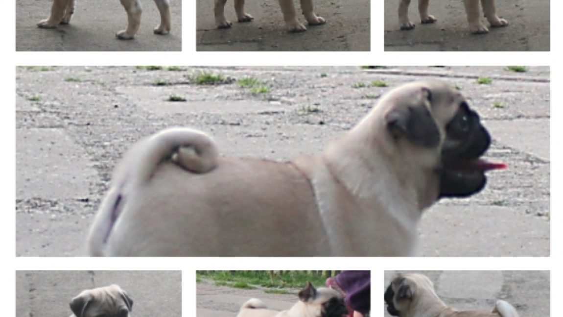 Limisengi’s Oscar Catch “Oscar”